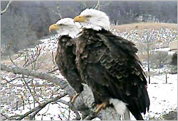 The original Decorah eagles.