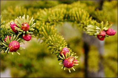 Spring buds on a spruce tree.