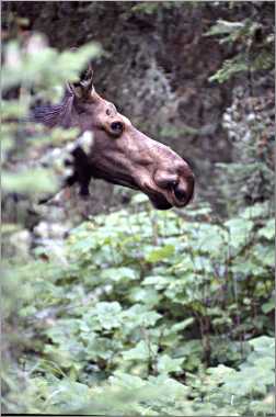 A moose calf on Isle Royale.