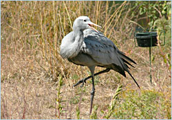 A blue crane at the Crane Foundation.