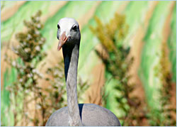 A blue crane at the Crane Foundation.