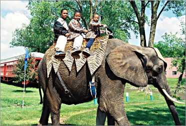 Boys ride an elephant at Circus World.
