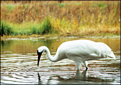 A whooping crane.