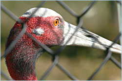 A sarus crane at the Crane Foundation.