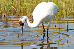 A whooping crane at the Crane Foundation.