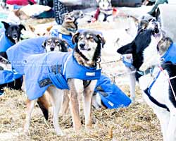 Sled dogs resting.