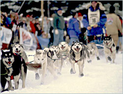 A Beargrease team explodes from the start.