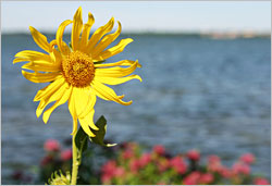 Sunflower along Lake Bemidji.
