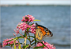 Swamp milkweed on Lake Bemidji.