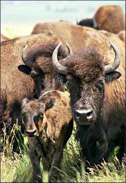 Bison at Blue Mounds State Park.