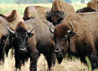 Bison at Blue Mounds State Park.