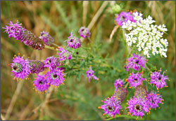 Blazing star at Blue Mounds.