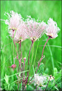 Prairie smoke at Blue Mounds.