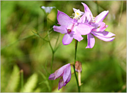 Grass pink in a bog.