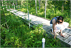 Looking at bog plants.