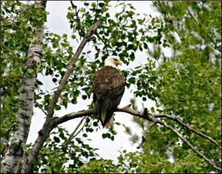 A bald eagle sits in a tree.