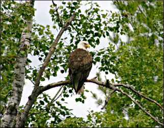 11 Amazing Eagle-Watching Spots Along The Mississippi River