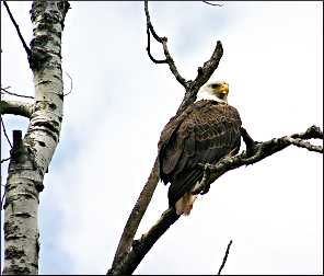 An eagle sits in a tree.