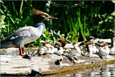 merganser ducks sit on log in Bois Brule River.