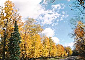 Fall color along County Road D in Cable.