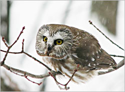 A saw-whet owl near Cable, Wis.