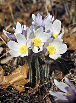 Pasqueflowers on the Cannon River.