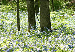 Bluebells at Carley State Park.