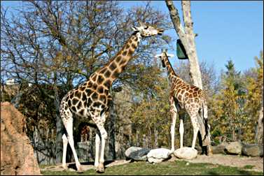 Lincoln Park Zoo in Chicago.