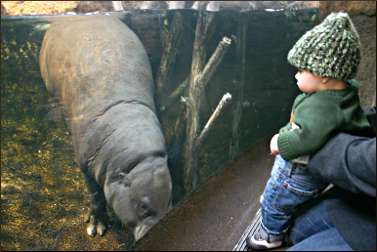 A hippo at the Lincoln Park Zoo.