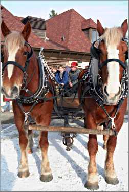 Horses and sleigh at Concordia.