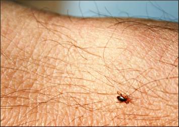 A deer tick.