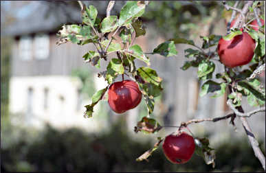 Apple orchard in Door County.