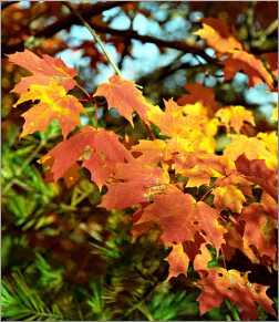 Vivid fall leaves in Door County.