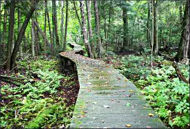 A boardwalk in Logan Creek.