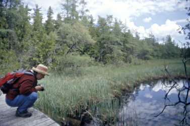 At Ridges Sanctuary, a visitor examines a bog flower.