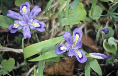 Dwarf lake iris grow in Door County
