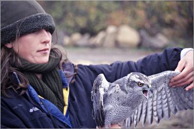 A naturalist holds a goshawk at Hawk Ridge.