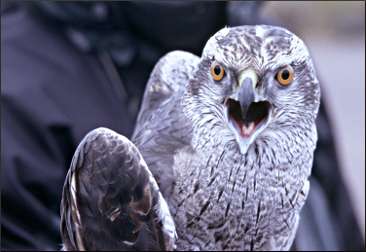 A banded goshawk in Duluth.