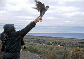 A birder releases a goshawk on Hawk Ridge.
