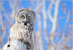 A great gray owl outside Duluth.