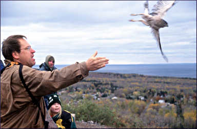 Releasing a hawk in Duluth.