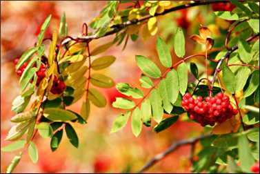 Mountain ash berries in fall.