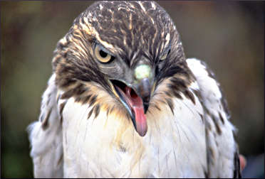 A red-tailed hawk on Hawk Ridge.