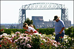 Rose Garden in Duluth.