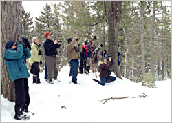 Birders watch a boreal owl in Duluth.