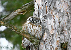 A boreal owl in Duluth.