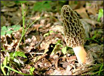 Morel mushrooms near Durand.