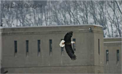 An eagle looks for fish at the lock and dam in Genoa, Wis.