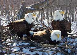 Starr, Valor I and Valor II on the nest.