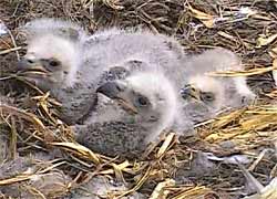 Fuzzy eaglets in the nest.